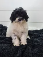 Aria, a female Portuguese Water Dog for sale in Sugarcreek, OH – 1 of 7
