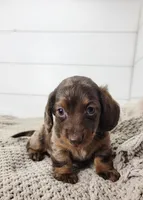 Oliver, a male Miniature Dachshund for sale in Sugarcreek, OH – Photo 2 of 4