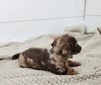 Oliver, a male Miniature Dachshund for sale in Sugarcreek, OH – Photo 4 of 4