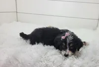 Bridget, a female Bernedoodle for sale in Sugarcreek, OH – Photo 6 of 6