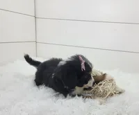 Bridget, a female Bernedoodle for sale in Sugarcreek, OH – Photo 4 of 6