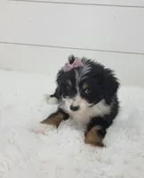 Bridget, a female Bernedoodle for sale in Sugarcreek, OH – Photo 3 of 6