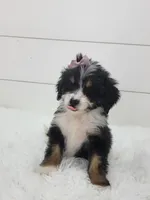 Bridget, a female Bernedoodle for sale in Sugarcreek, OH – Photo 5 of 6
