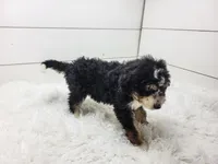 Bruno, a male Bernedoodle for sale in Sugarcreek, OH – 4 of 4