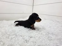 Winston, a male Miniature Dachshund for sale in Sugarcreek, OH – 3 of 3