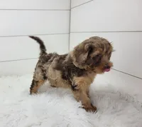 Oliver, a male Cavapoo for sale in Sugarcreek, OH – 2 of 4