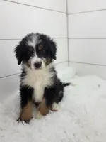 Bentley, a male Bernedoodle for sale in Sugarcreek, OH – 3 of 4