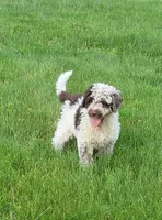 Commodore, a male Portuguese Water Dog for sale in Sugarcreek, OH – 3 of 8