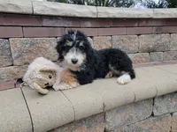 Bruno, a male Bernedoodle for sale in Sugarcreek, OH – 3 of 4