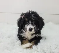 Becka, a female Bernedoodle for sale in Sugarcreek, OH – Photo 2 of 5