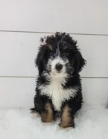 Becka, a female Bernedoodle for sale in Sugarcreek, OH – Photo 5 of 5