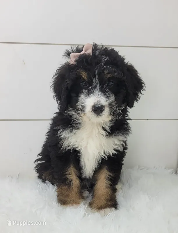 Becka – Bernedoodle puppy for sale in Sugarcreek, OH