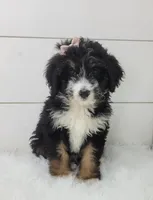 Becka, a female Bernedoodle for sale in Sugarcreek, OH – Photo 1 of 5