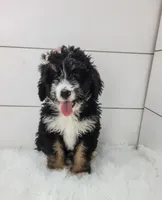 Becka, a female Bernedoodle for sale in Sugarcreek, OH – Photo 4 of 5