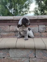 Cornhusker, a male Portuguese Water Dog for sale in Sugarcreek, OH – 5 of 5