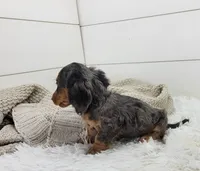 Milo, a male Miniature Dachshund for sale in Sugarcreek, OH – 2 of 6