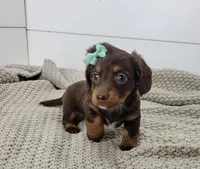 Oakley, a female Miniature Dachshund for sale in Sugarcreek, OH – Photo 4 of 5