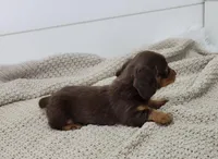 Oakley, a female Miniature Dachshund for sale in Sugarcreek, OH – Photo 2 of 5