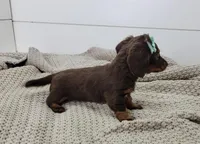 Oakley, a female Miniature Dachshund for sale in Sugarcreek, OH – Photo 5 of 5