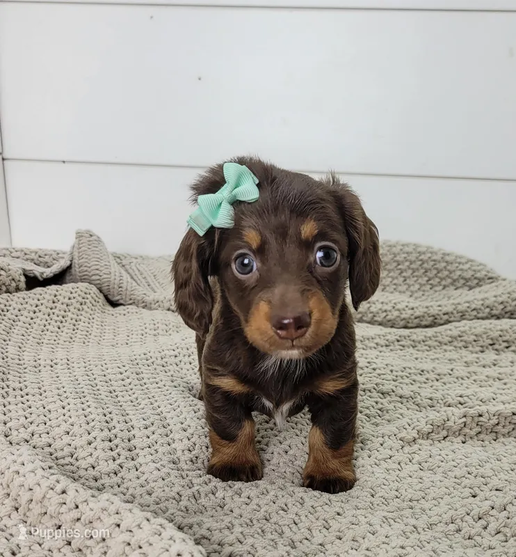 Oakley – Miniature Dachshund puppy for sale in Sugarcreek, OH