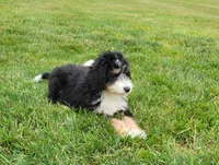 Bruno, a male Bernedoodle for sale in Sugarcreek, OH – 2 of 4