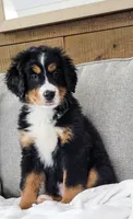 Bella, a male Bernese Mountain Dog for sale in Sugarcreek, OH – Photo 1 of 4