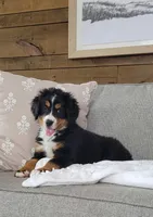 Bella, a male Bernese Mountain Dog for sale in Sugarcreek, OH – Photo 4 of 4