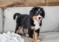 Bella, a male Bernese Mountain Dog for sale in Sugarcreek, OH – Photo 3 of 4