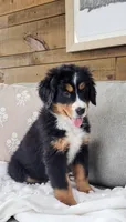 Bella, a male Bernese Mountain Dog for sale in Sugarcreek, OH – Photo 2 of 4