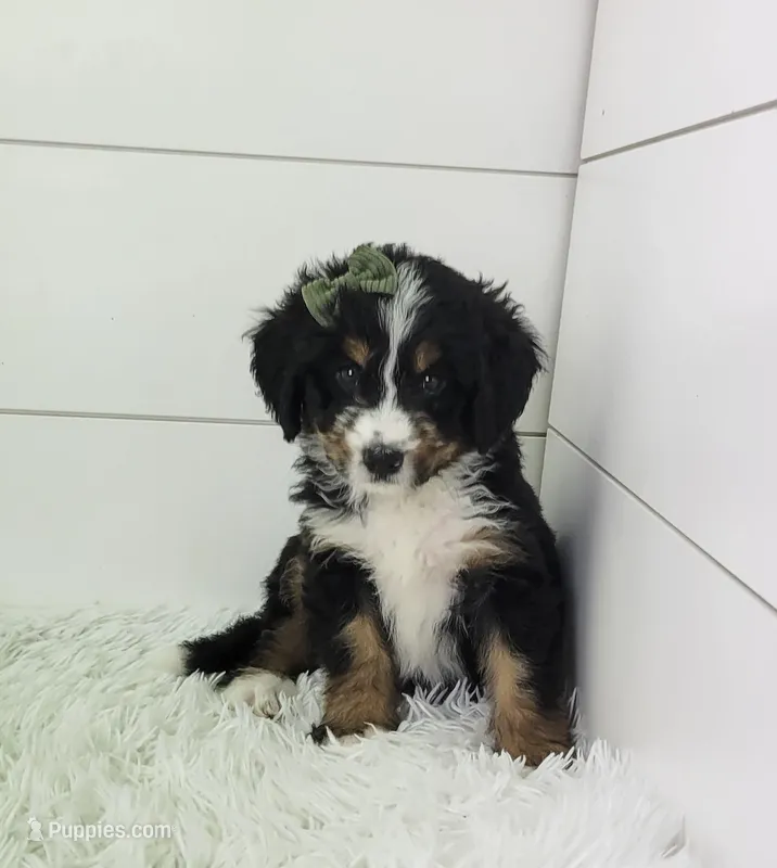 Becka – Bernedoodle puppy for sale in Sugarcreek, OH