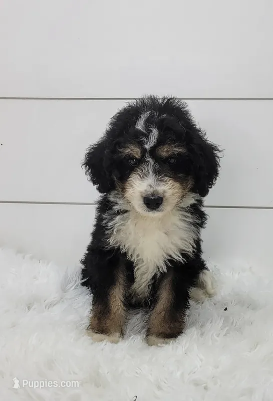 Boomer, a male Bernedoodle for sale in Sugarcreek, OH – 1 of 4