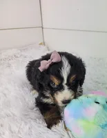 Bella, a female Bernedoodle for sale in Sugarcreek, OH – Photo 5 of 5