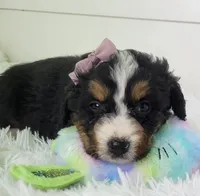 Bella, a female Bernedoodle for sale in Sugarcreek, OH – Photo 4 of 5