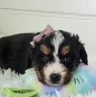 Bella, a female Bernedoodle for sale in Sugarcreek, OH – Photo 3 of 5
