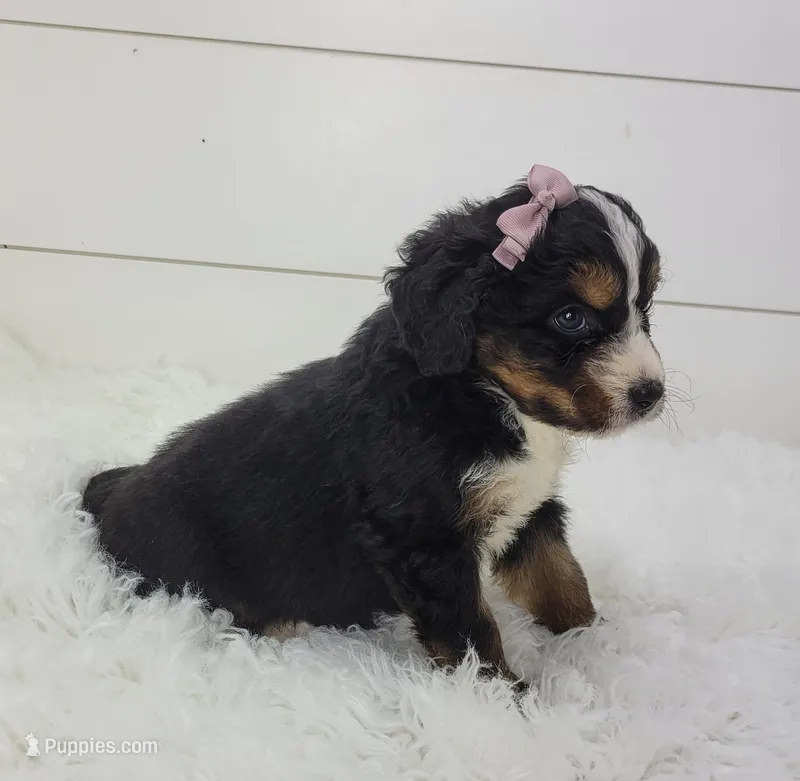 Bella – Bernedoodle puppy for sale in Sugarcreek, OH