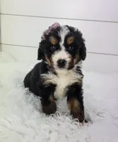 Bella, a female Bernedoodle for sale in Sugarcreek, OH – Photo 2 of 5