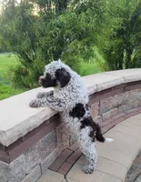 Cornhusker, a male Portuguese Water Dog for sale in Sugarcreek, OH – 3 of 5