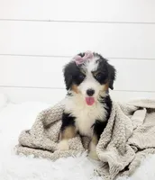 Bella, a female Bernese Mountain Dog and Poodle - Standard  for sale in Sugarcreek, OH – 2 of 6
