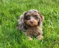 Jackson, a male Cavapoo for sale in Sugarcreek, OH – 2 of 4