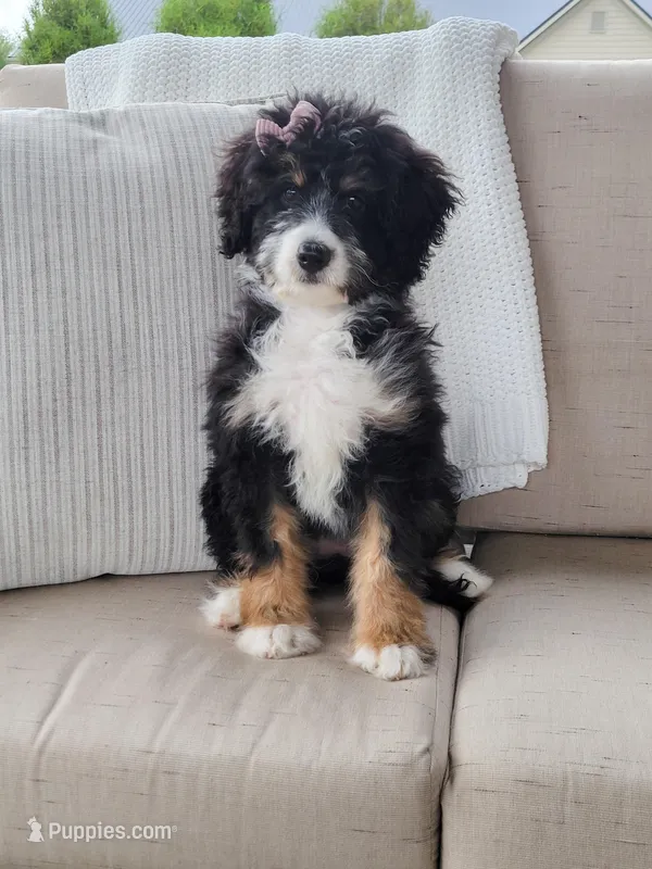 Becka – Bernedoodle puppy for sale in Sugarcreek, OH