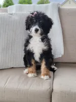Becka, a female Bernedoodle for sale in Sugarcreek, OH – Photo 1 of 5
