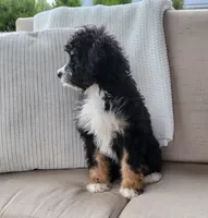 Becka, a female Bernedoodle for sale in Sugarcreek, OH – Photo 5 of 5