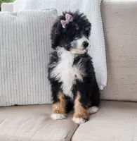 Becka, a female Bernedoodle for sale in Sugarcreek, OH – Photo 4 of 5