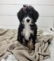 Becka, a female Bernedoodle for sale in Sugarcreek, OH – Photo 3 of 5