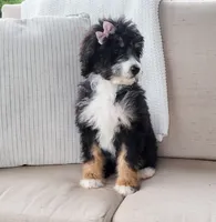 Becka, a female Bernedoodle for sale in Sugarcreek, OH – Photo 2 of 5