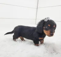 Willow, a female Miniature Dachshund for sale in Sugarcreek, OH – Photo 4 of 5