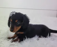 Willow, a female Miniature Dachshund for sale in Sugarcreek, OH – Photo 2 of 5