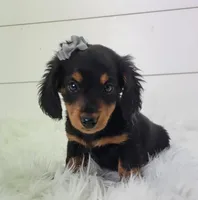 Willow, a female Miniature Dachshund for sale in Sugarcreek, OH – Photo 1 of 5