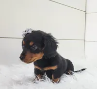 Willow, a female Miniature Dachshund for sale in Sugarcreek, OH – Photo 3 of 5