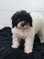 Aria, a female Portuguese Water Dog for sale in Sugarcreek, OH – 7 of 7